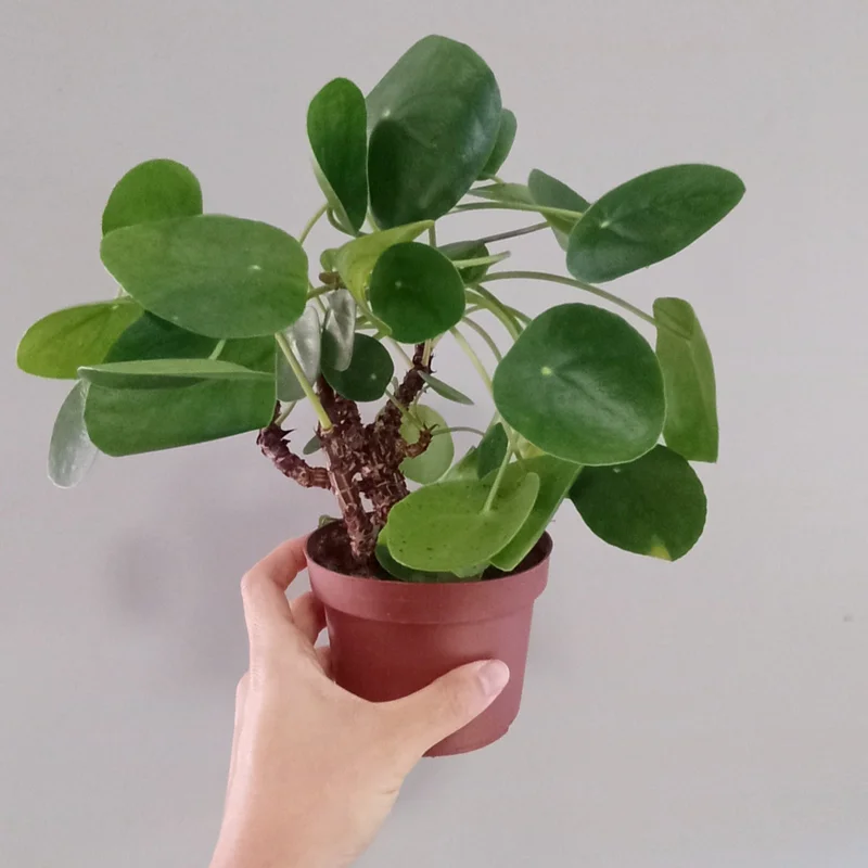 littletreedesignbiotopes830220