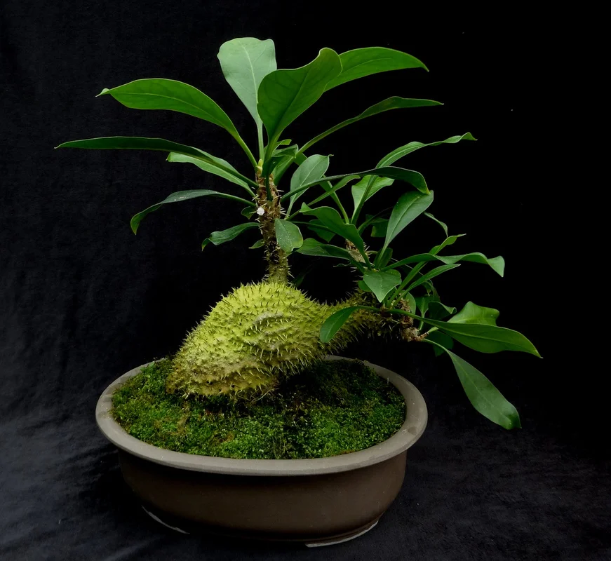 littletreedesignbiotopes830236