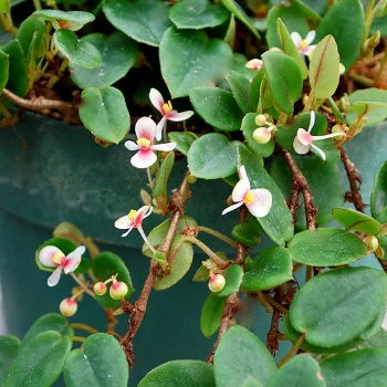 littletreedesignbiotopes830256