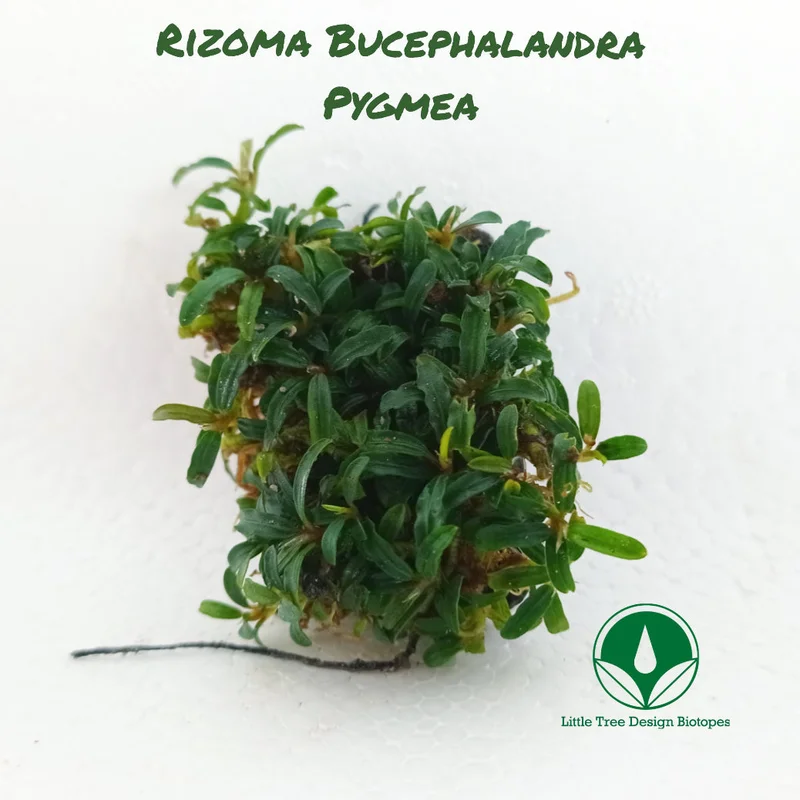 littletreedesignbiotopes830318