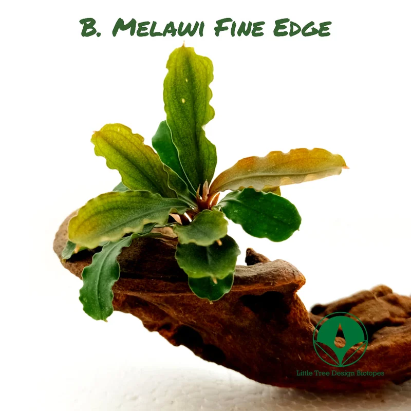 littletreedesignbiotopes830333