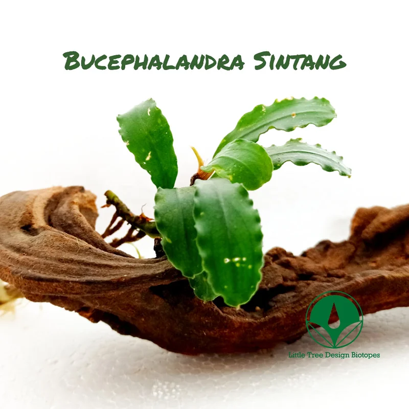 littletreedesignbiotopes830366
