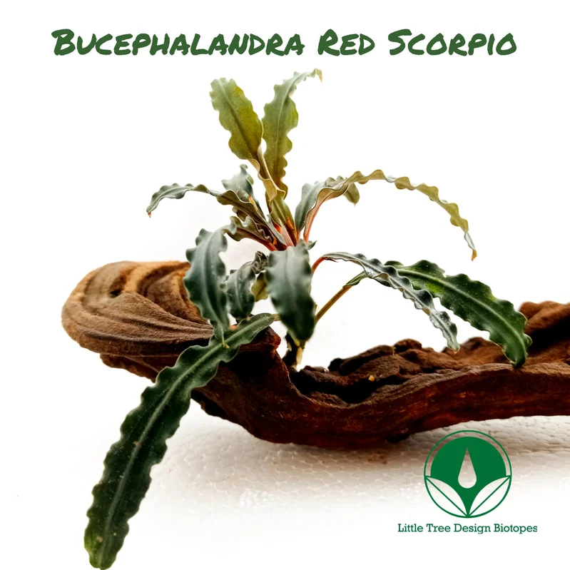littletreedesignbiotopes830381