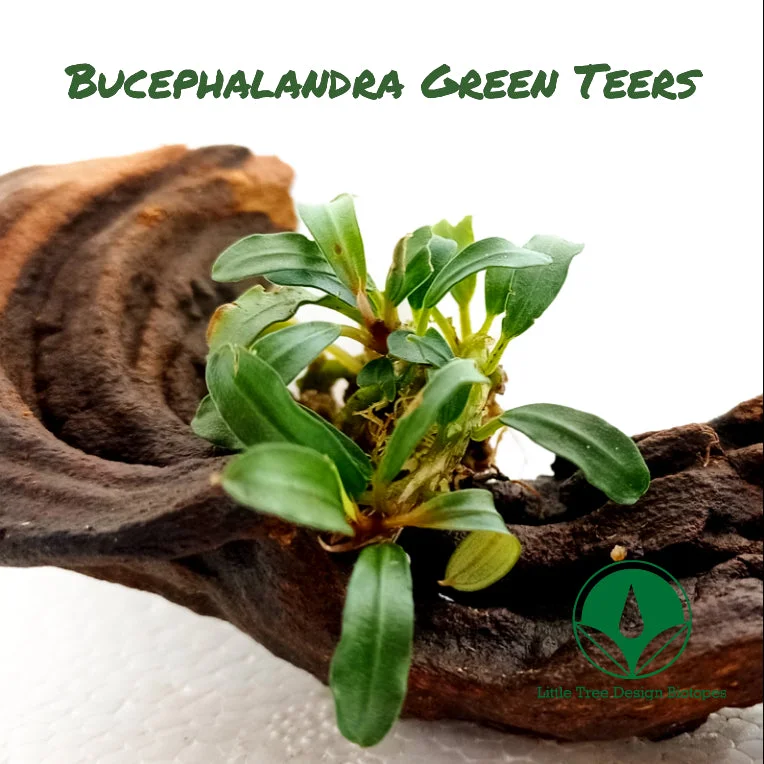 littletreedesignbiotopes830404
