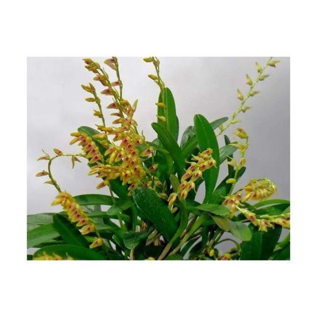 littletreedesignbiotopes830437