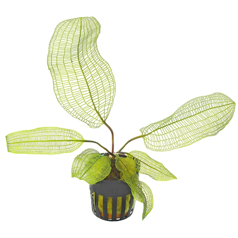 littletreedesignbiotopes830625