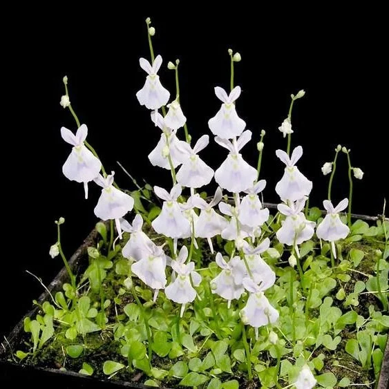 littletreedesignbiotopes830636