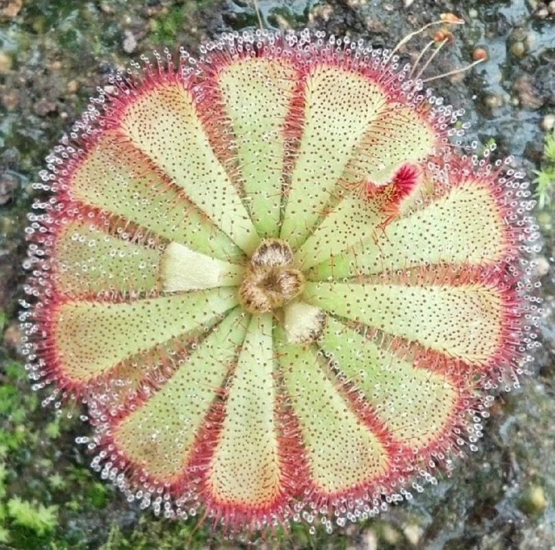 littletreedesignbiotopes830654