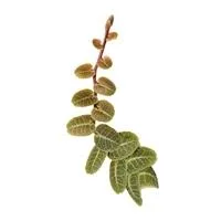 littletreedesignbiotopes830674
