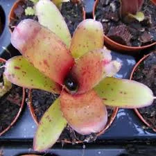 littletreedesignbiotopes830703