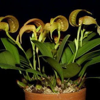 littletreedesignbiotopes830715