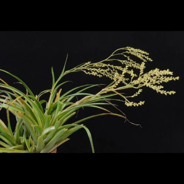 littletreedesignbiotopes830745