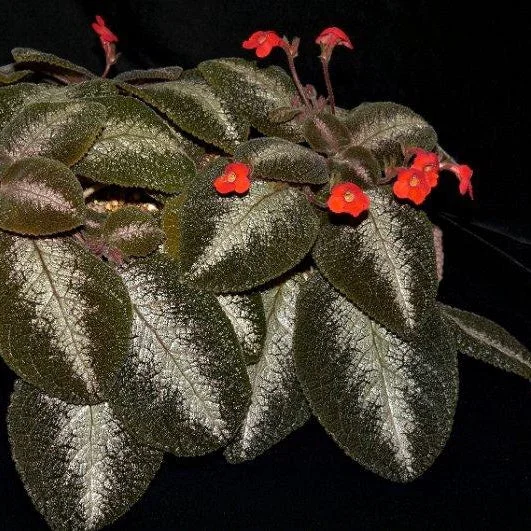 littletreedesignbiotopes830837