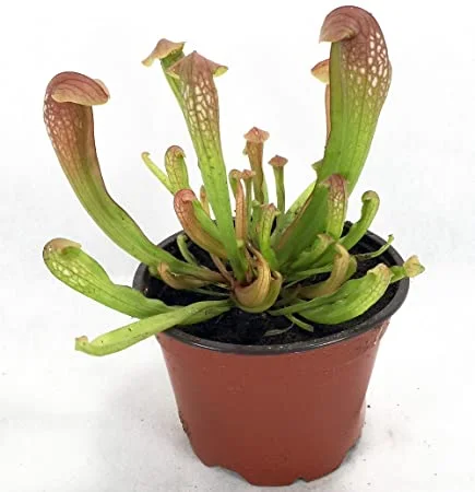 littletreedesignbiotopes831034