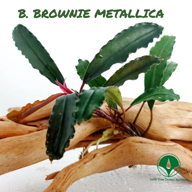 littletreedesignbiotopes831171