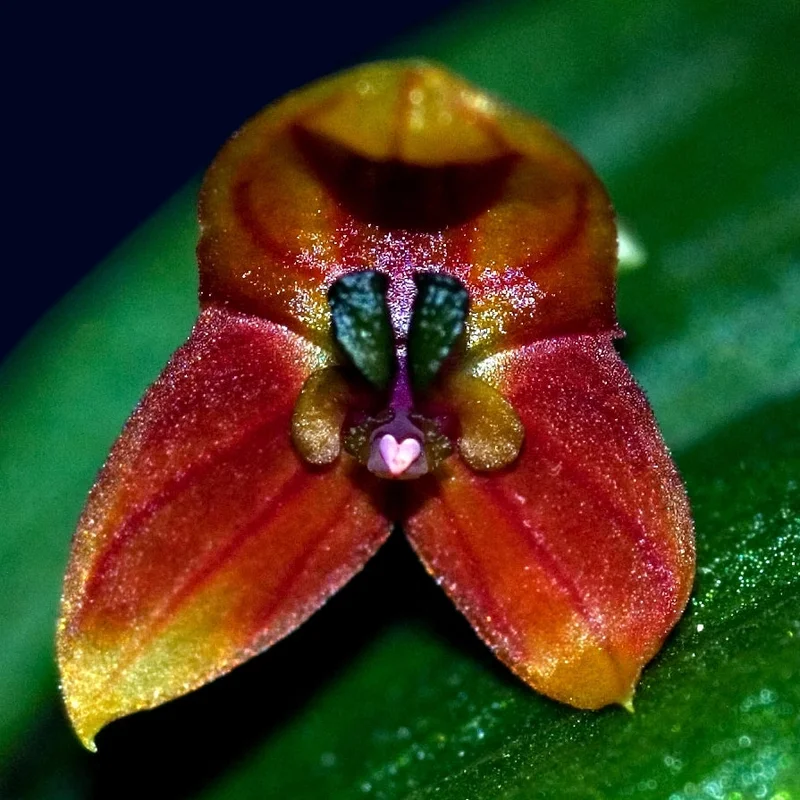 littletreedesignbiotopes831192