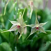 littletreedesignbiotopes831278