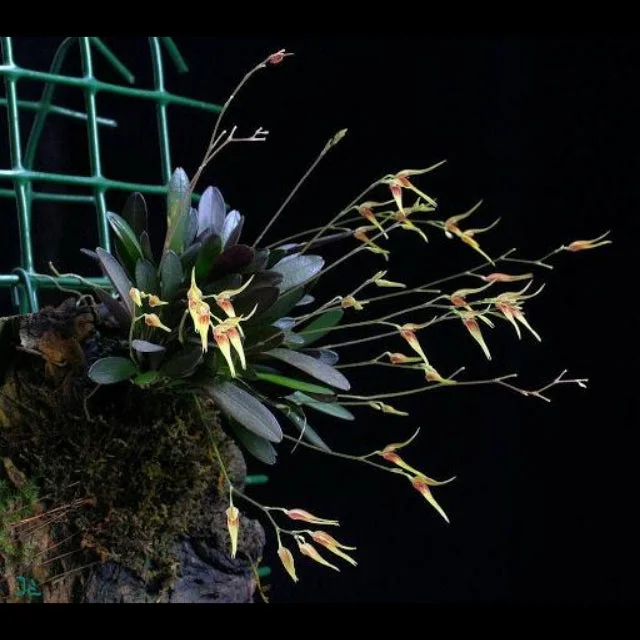 littletreedesignbiotopes831401