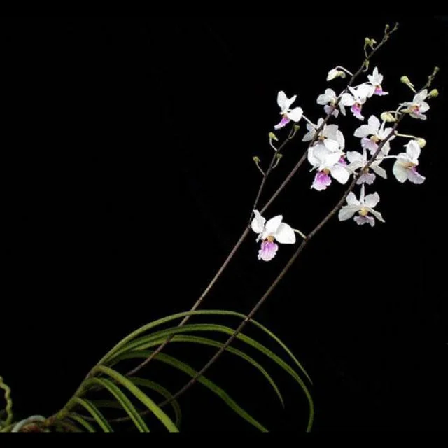 littletreedesignbiotopes831441