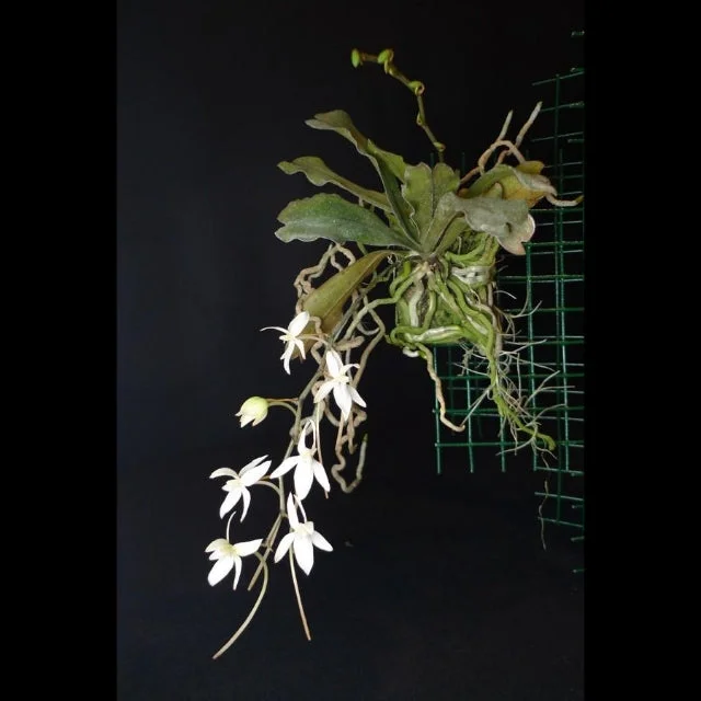 littletreedesignbiotopes831459