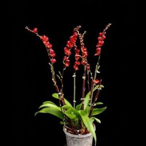 littletreedesignbiotopes831493
