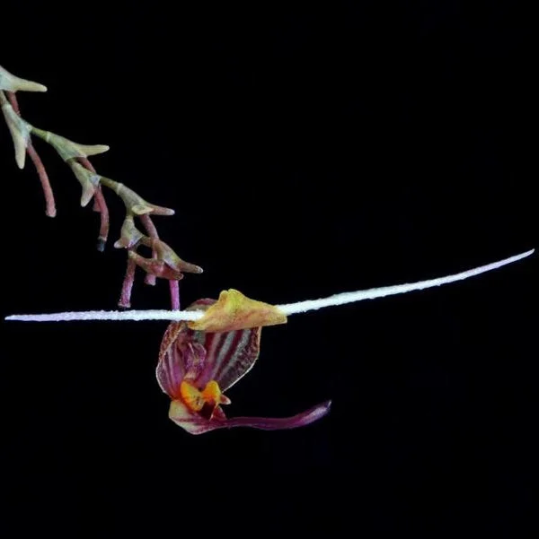 littletreedesignbiotopes831528