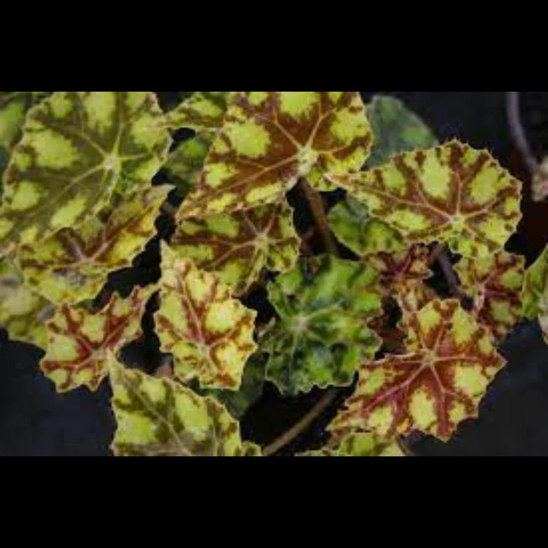 littletreedesignbiotopes831600