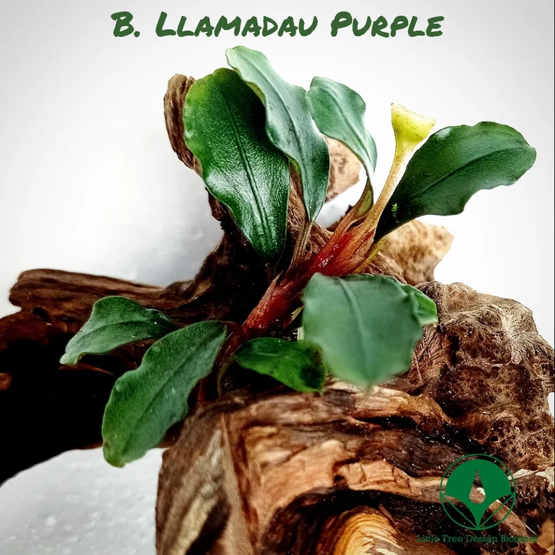 littletreedesignbiotopes831731