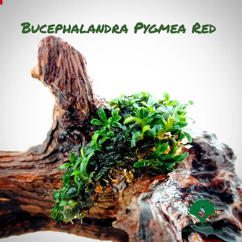 littletreedesignbiotopes831789