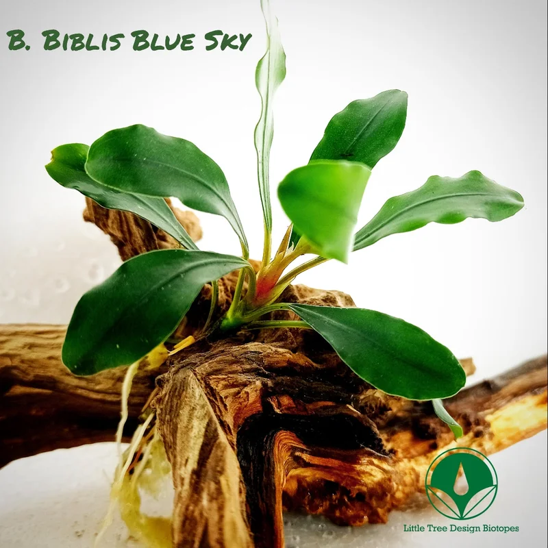littletreedesignbiotopes831809