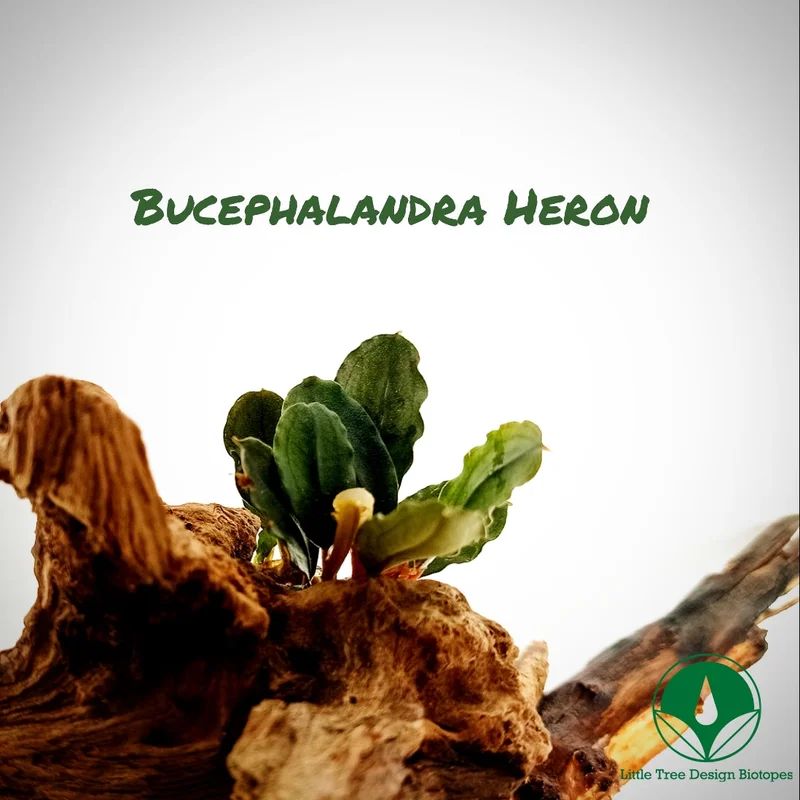 littletreedesignbiotopes831830