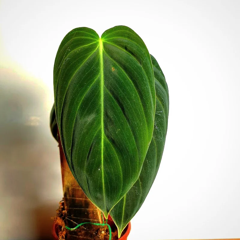 littletreedesignbiotopes831909