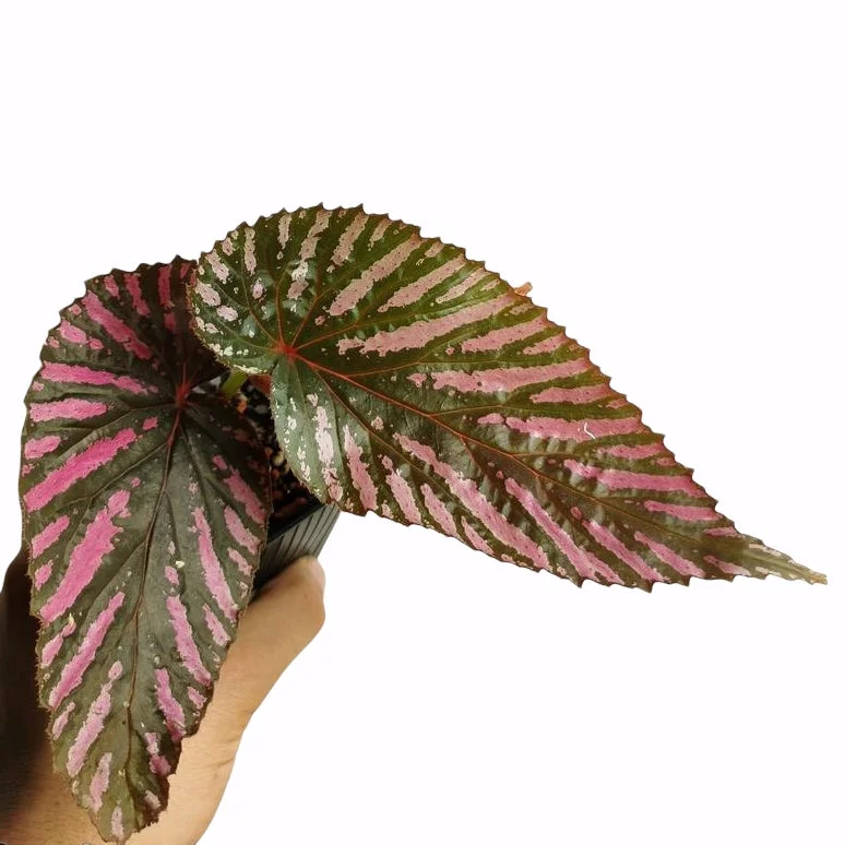 littletreedesignbiotopes831929