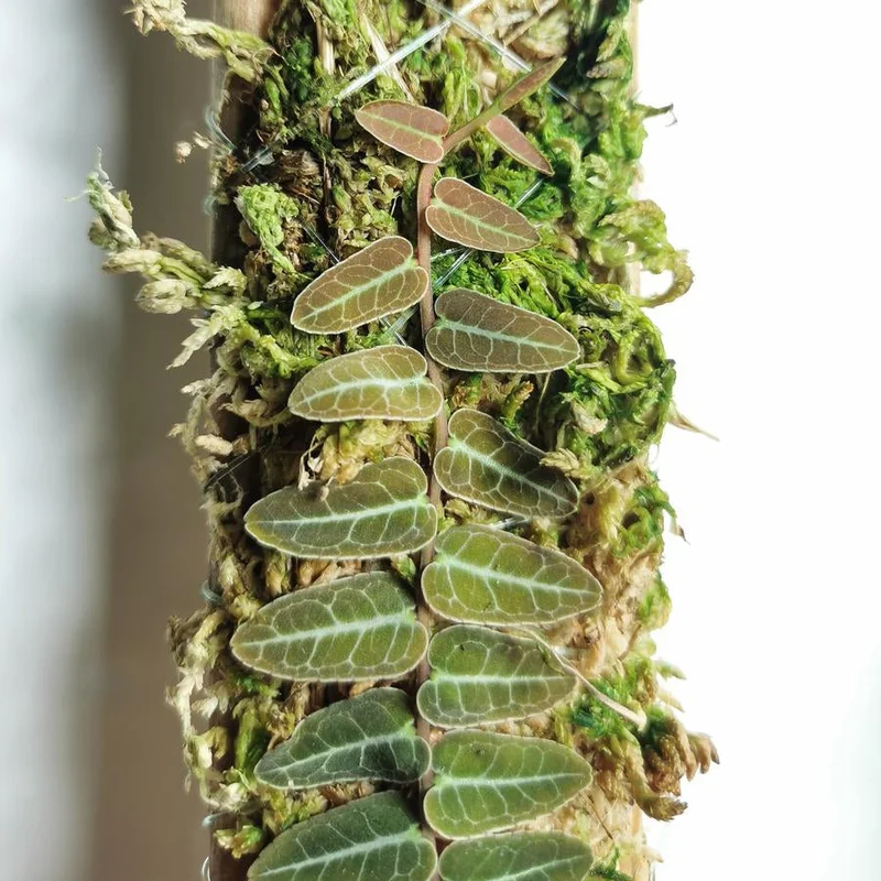 littletreedesignbiotopes831946