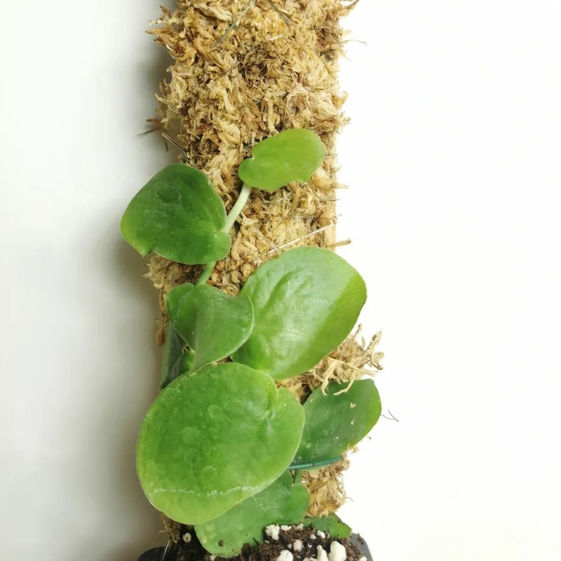 littletreedesignbiotopes831985