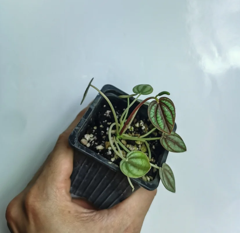 littletreedesignbiotopes832025