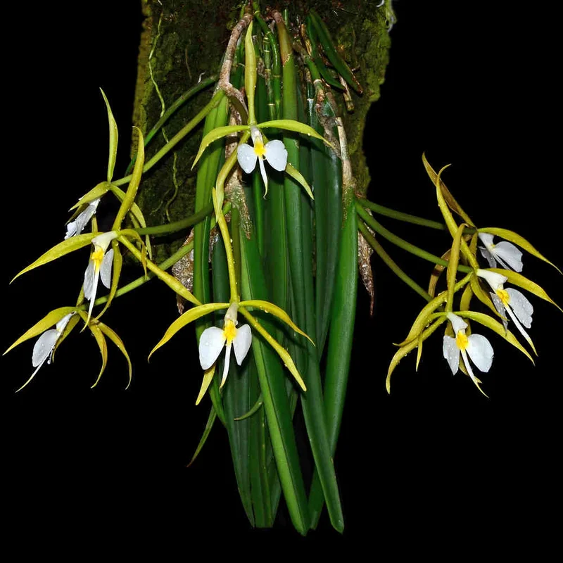 littletreedesignbiotopes832075