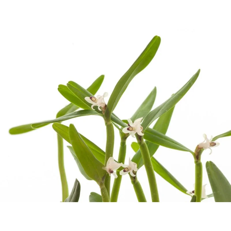 littletreedesignbiotopes832092