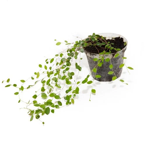littletreedesignbiotopes832168