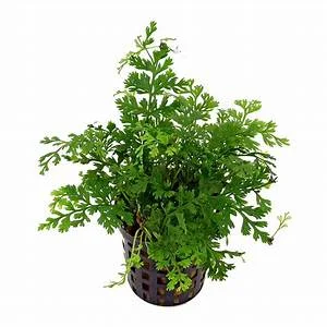 littletreedesignbiotopes832376