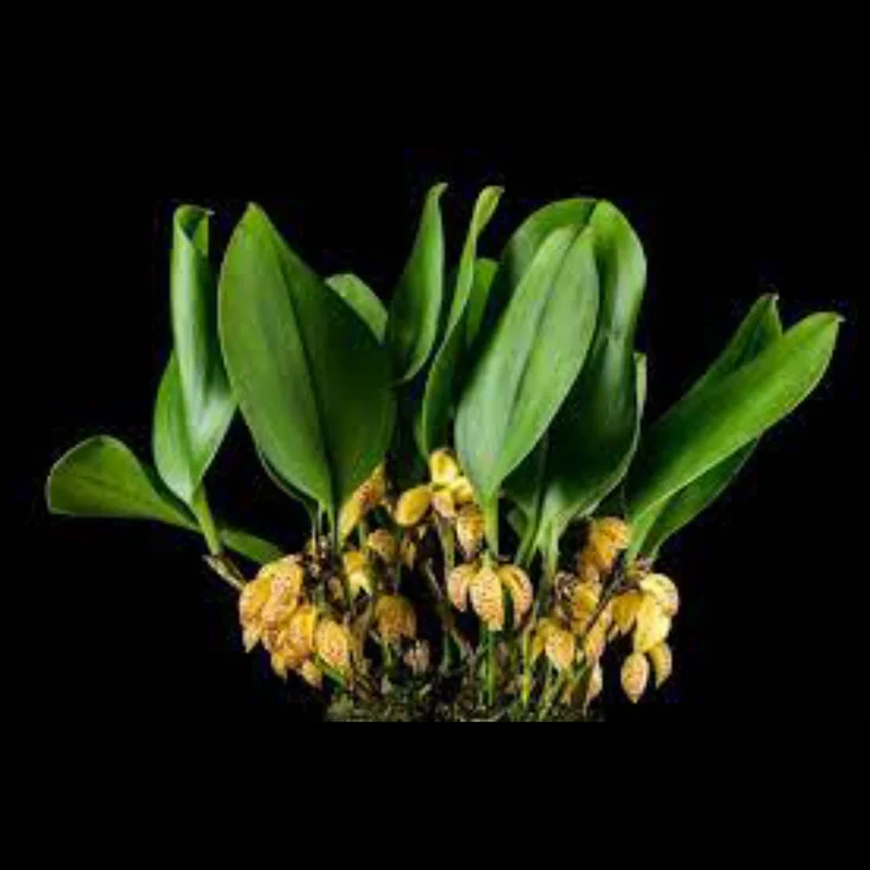 littletreedesignbiotopes832387