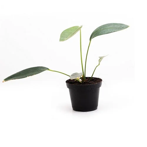 littletreedesignbiotopes832409