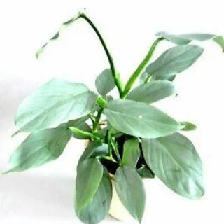 littletreedesignbiotopes832468
