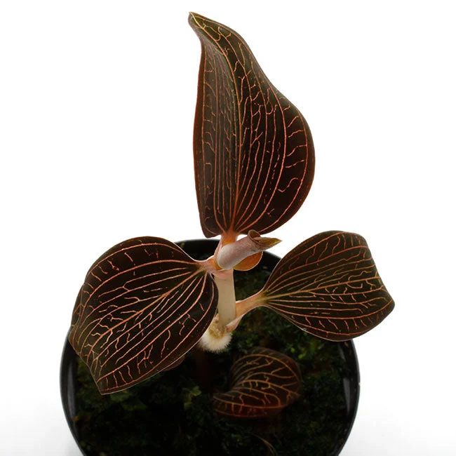 littletreedesignbiotopes832488