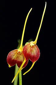 littletreedesignbiotopes832585