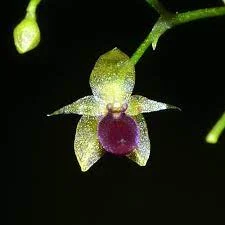 littletreedesignbiotopes832653