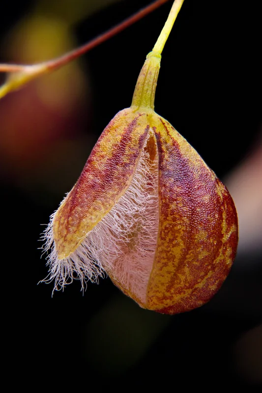 littletreedesignbiotopes832671