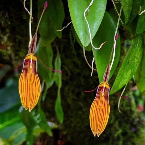 littletreedesignbiotopes832688
