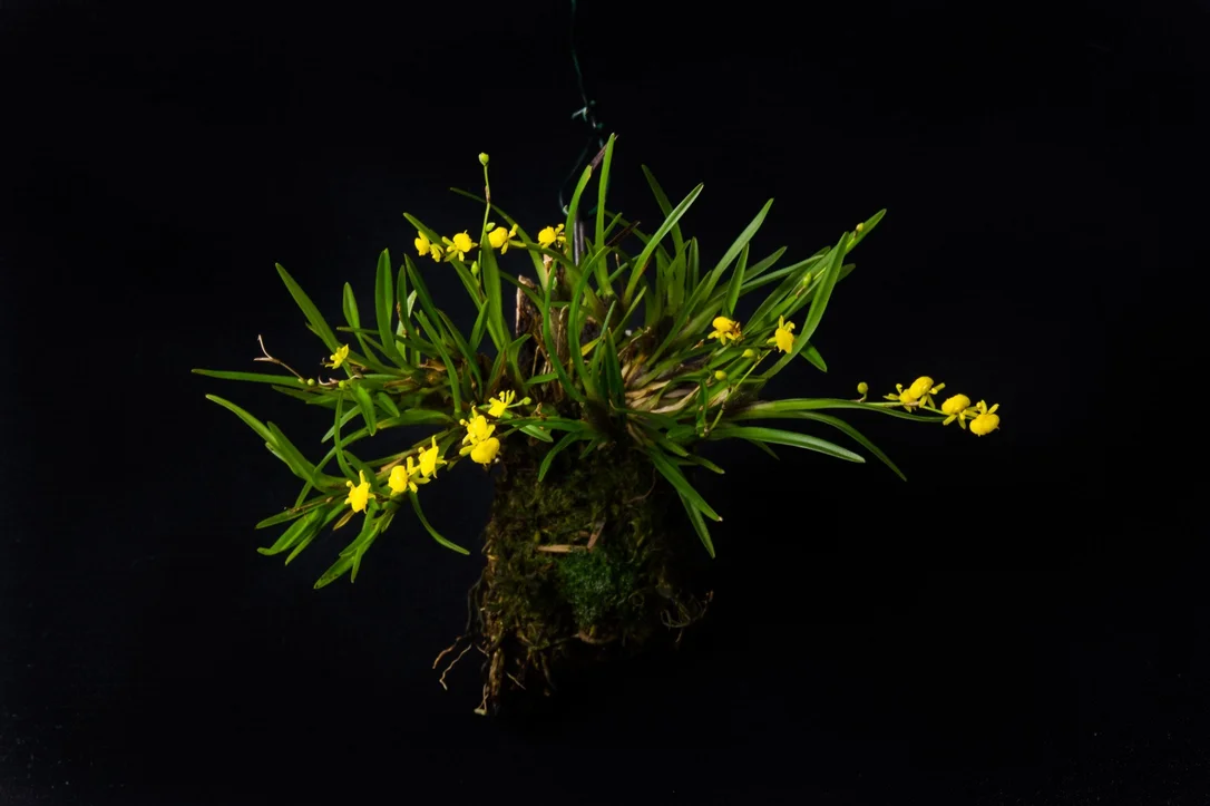 littletreedesignbiotopes832706