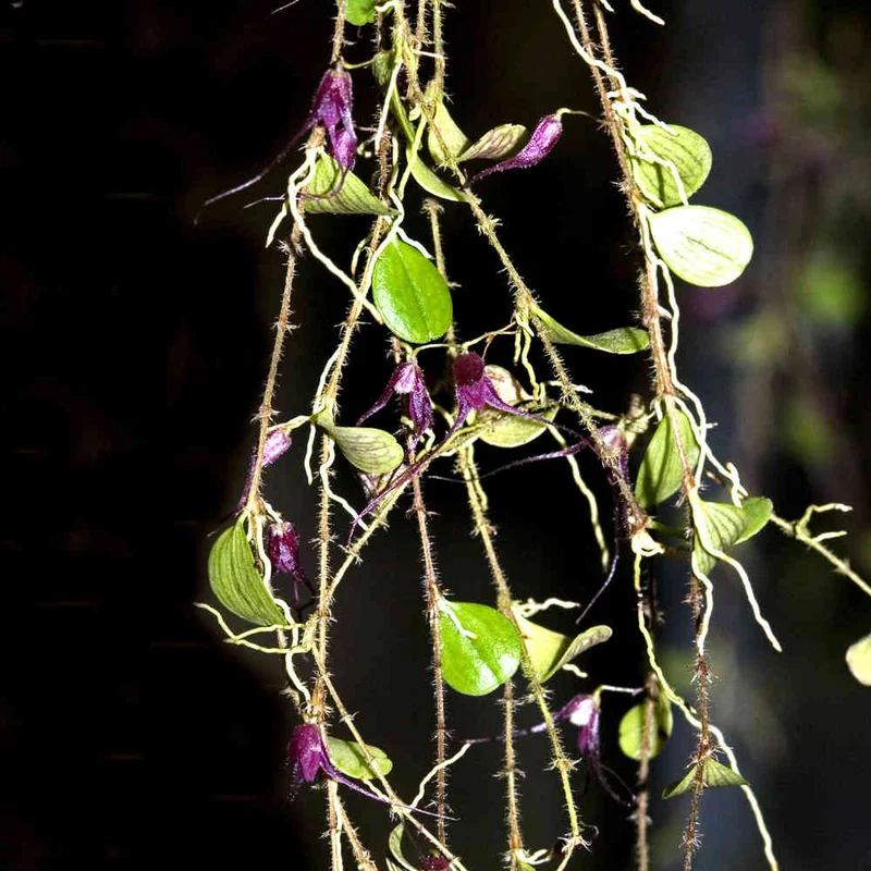 littletreedesignbiotopes832727